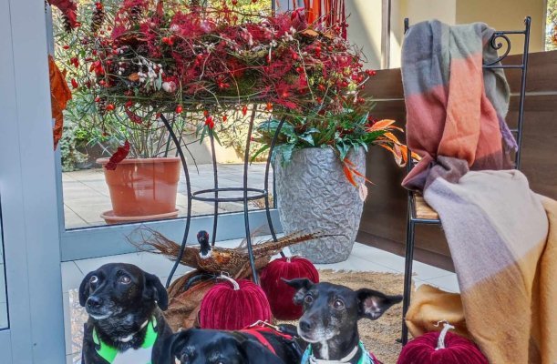 CE Plaza Hotel Siofok CE Plaza Hotel Siofok