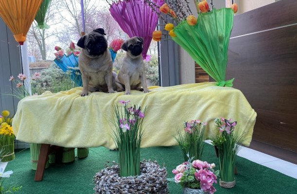 CE Plaza Hotel Siofok CE Plaza Hotel Siofok