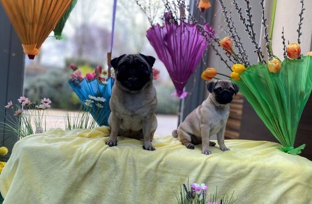 CE Plaza Hotel Siofok CE Plaza Hotel Siofok