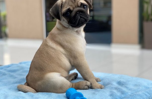 CE Plaza Hotel Siofok CE Plaza Hotel Siofok