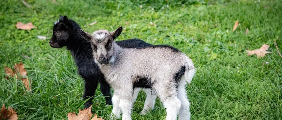 Dr�va Hotel Harkany