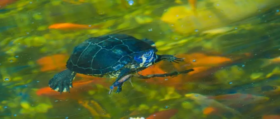 SunGarden Wellness Hotel Siofok